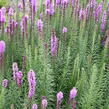 Šuškarda 'Floristan Violet' - Liatris spicata 'Floristan Violet'