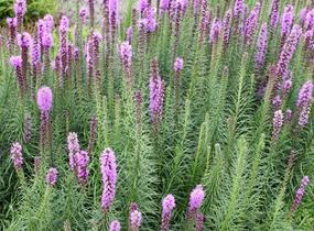 Šuškarda 'Floristan Violet' - Liatris spicata 'Floristan Violet'