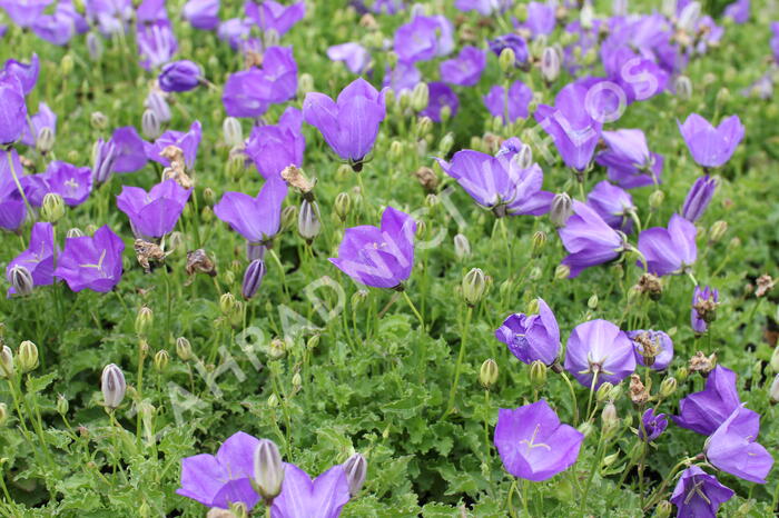 Zvonek karpatský 'Uniform Blue' - Campanula carpatica 'Uniform Blue'