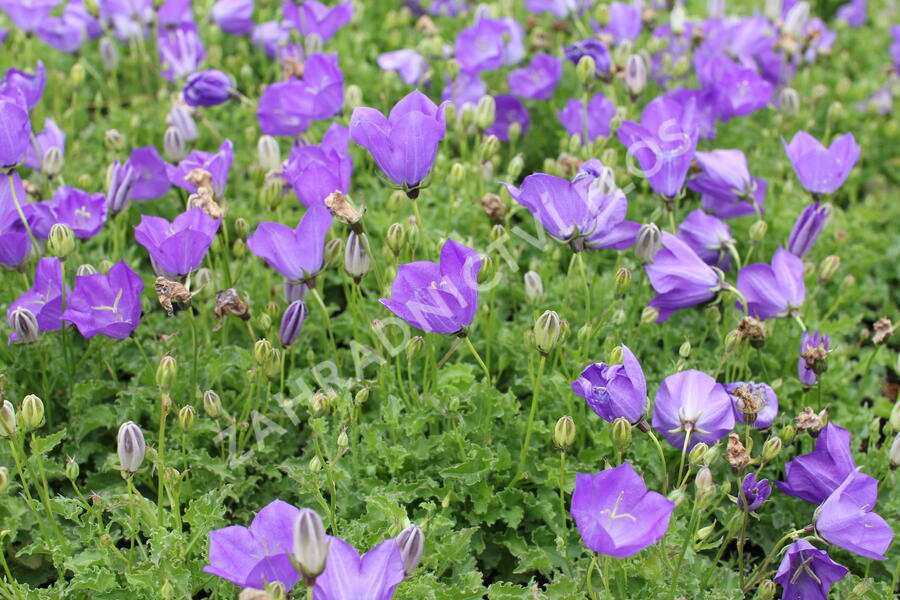 Zvonek karpatský 'Uniform Blue' - Campanula carpatica 'Uniform Blue'