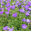 Zvonek karpatský 'Uniform Blue' - Campanula carpatica 'Uniform Blue'