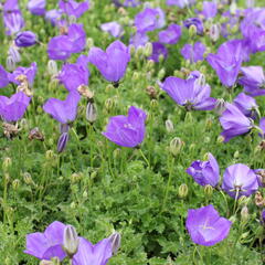 Zvonek karpatský 'Uniform Blue' - Campanula carpatica 'Uniform Blue'