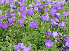 Zvonek karpatský 'Uniform Blue' - Campanula carpatica 'Uniform Blue'