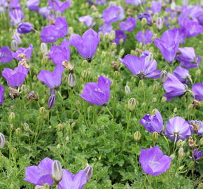 Zvonek karpatský 'Uniform Blue' - Campanula carpatica 'Uniform Blue'