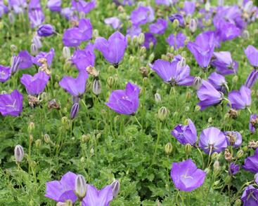 Zvonek karpatský 'Uniform Blue'