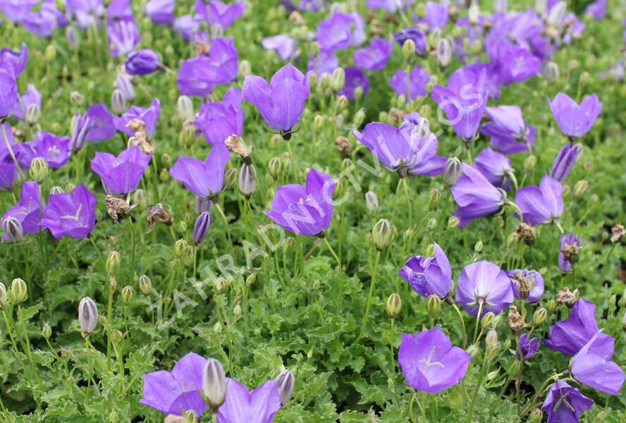 Zvonek karpatský 'Uniform Blue' - Campanula carpatica 'Uniform Blue'