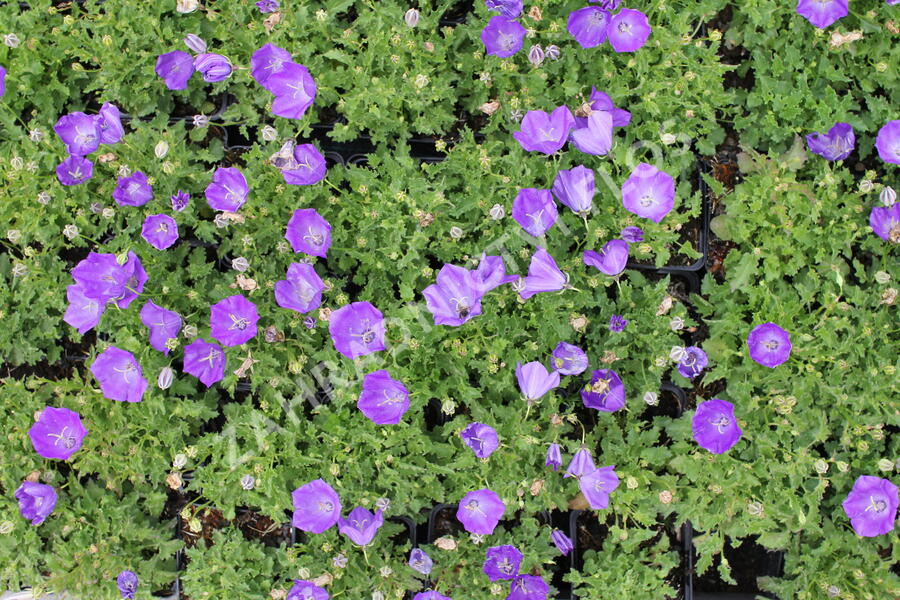 Zvonek karpatský 'Uniform Blue' - Campanula carpatica 'Uniform Blue'