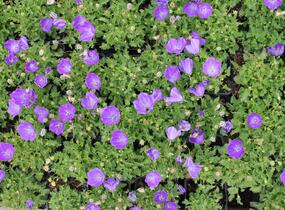 Zvonek karpatský 'Uniform Blue' - Campanula carpatica 'Uniform Blue'