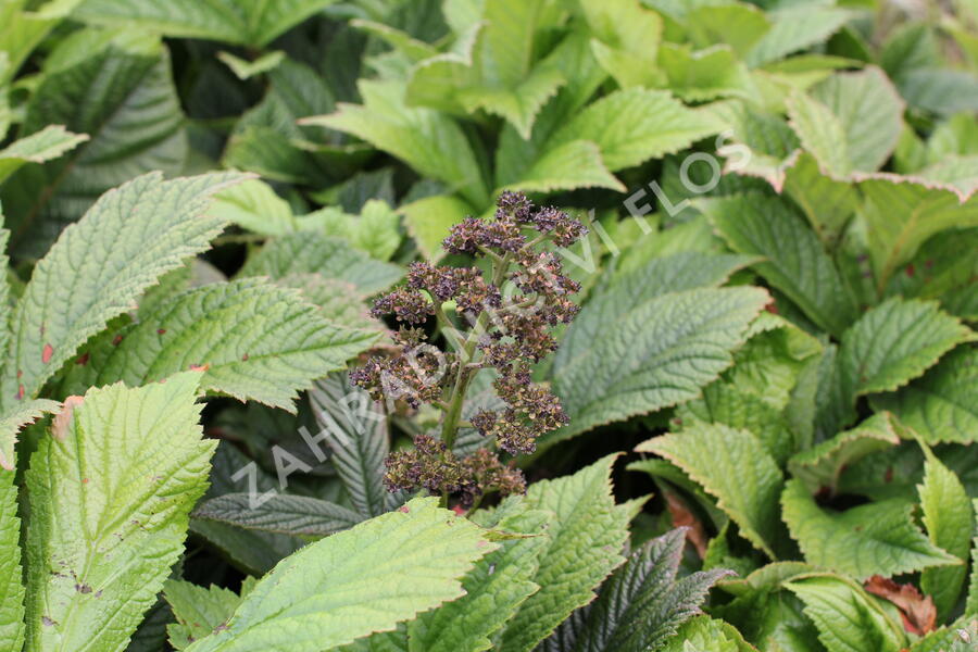 Rodgersie 'Superba' - Rodgersia pinnata 'Superba'