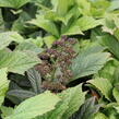 Rodgersie 'Superba' - Rodgersia pinnata 'Superba'