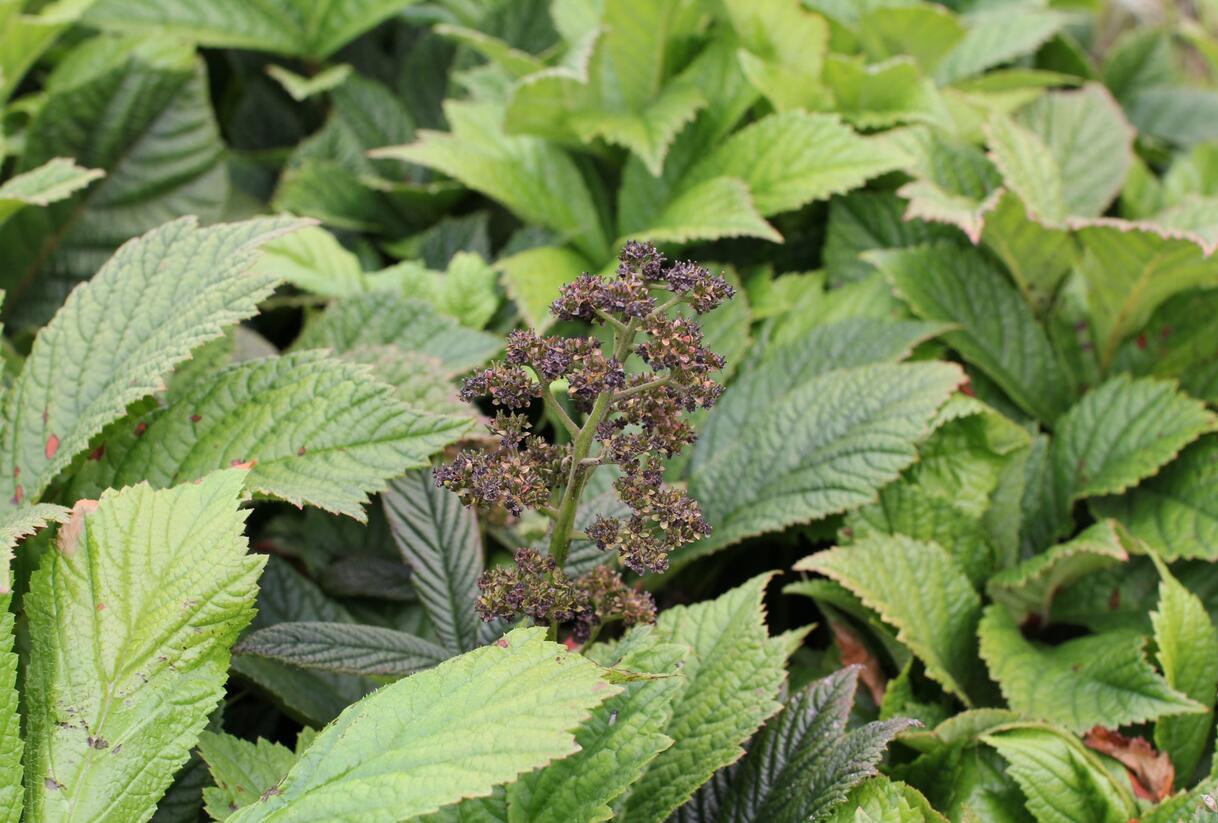 Rodgersie 'Superba' - Rodgersia pinnata 'Superba'