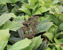 Rodgersie 'Superba'