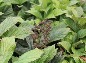 Rodgersie 'Superba' - Rodgersia pinnata 'Superba'