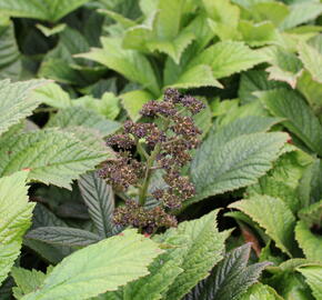 Rodgersie 'Superba' - Rodgersia pinnata 'Superba'