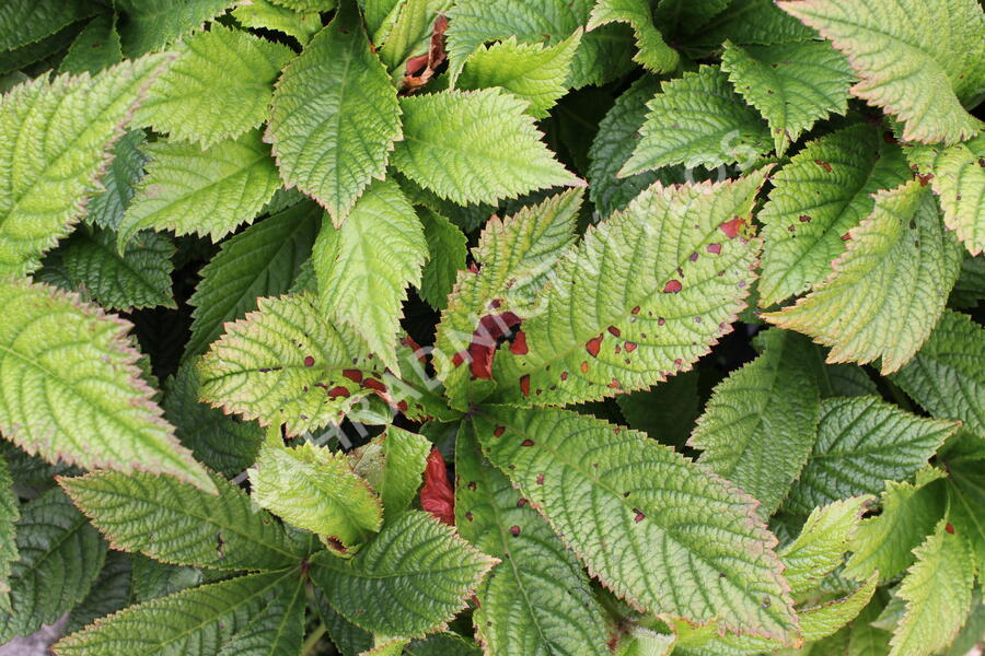 Rodgersie 'Superba' - Rodgersia pinnata 'Superba'