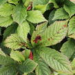 Rodgersie 'Superba' - Rodgersia pinnata 'Superba'