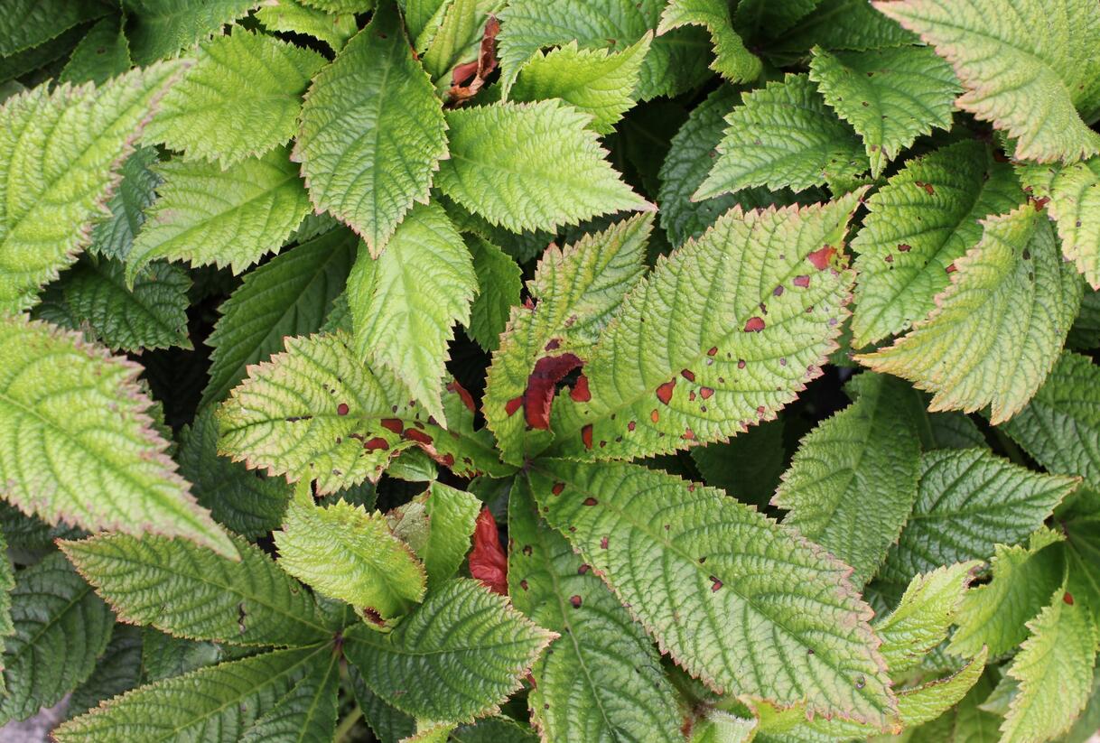 Rodgersie 'Superba' - Rodgersia pinnata 'Superba'