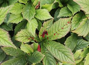 Rodgersie 'Superba' - Rodgersia pinnata 'Superba'