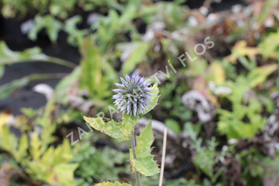 Bělotrn banátský 'Blue Glow' - Echinops bannaticus 'Blue Glow'