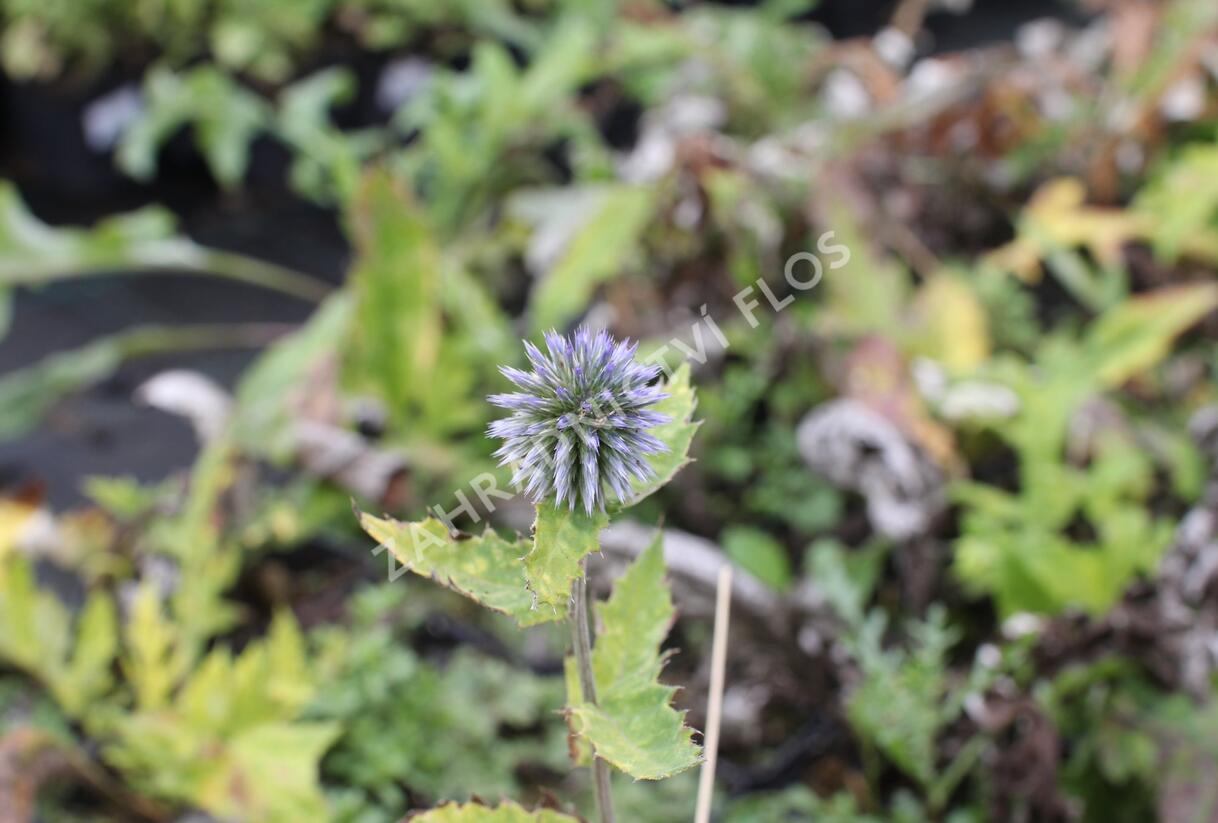 Bělotrn banátský 'Blue Glow' - Echinops bannaticus 'Blue Glow'