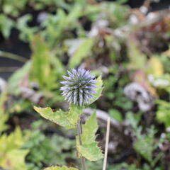 Bělotrn banátský 'Blue Glow' - Echinops bannaticus 'Blue Glow'