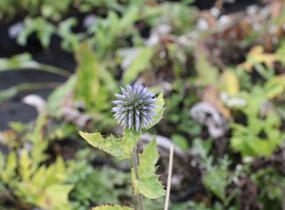 Bělotrn banátský 'Blue Glow' - Echinops bannaticus 'Blue Glow'