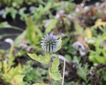 Bělotrn banátský 'Blue Glow'