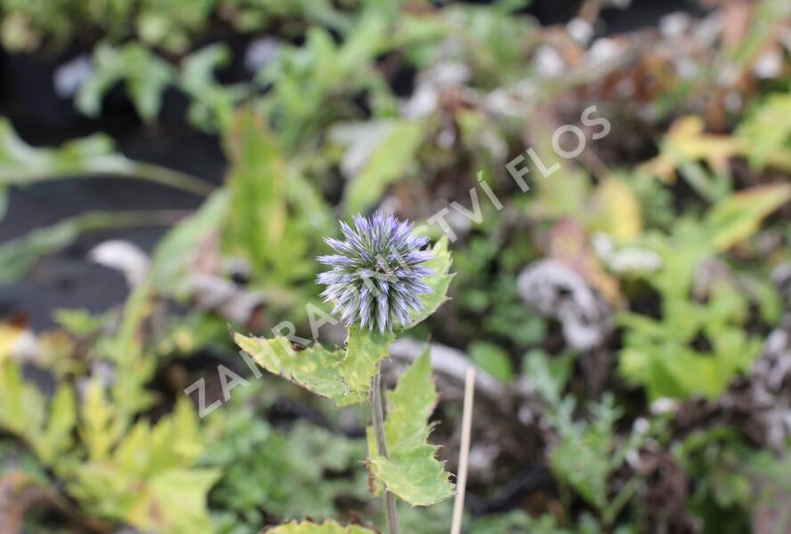 Bělotrn banátský 'Blue Glow' - Echinops bannaticus 'Blue Glow'
