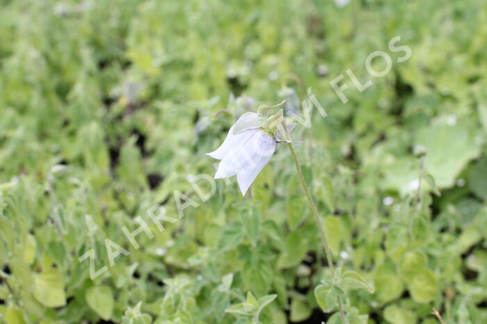Asijský zvonek - Codonopsis clematidea