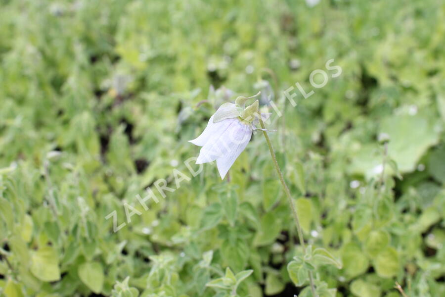 Asijský zvonek - Codonopsis clematidea