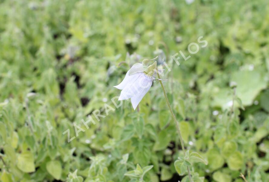 Asijský zvonek - Codonopsis clematidea