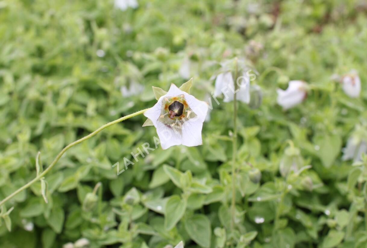 Asijský zvonek - Codonopsis clematidea