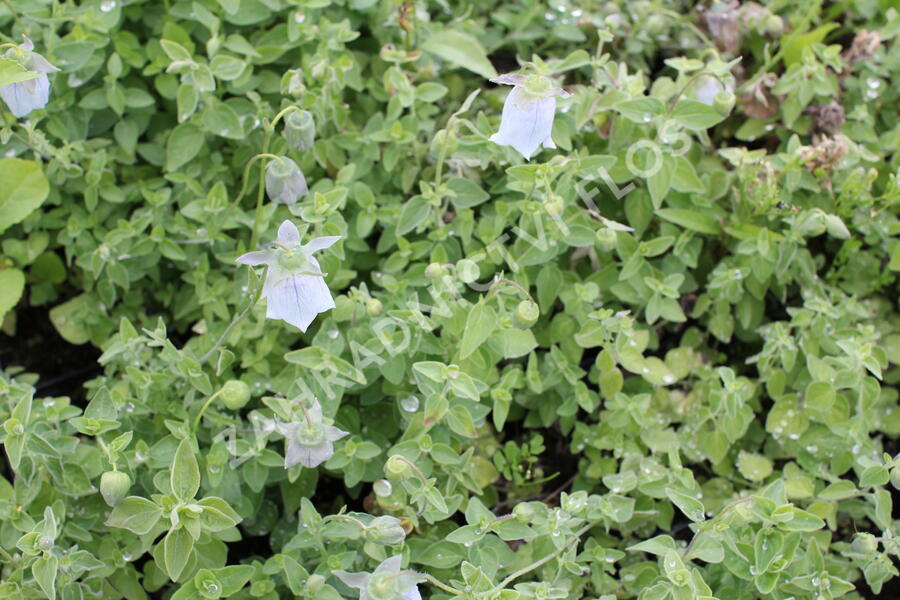 Asijský zvonek - Codonopsis clematidea