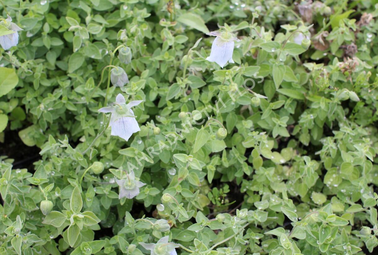 Asijský zvonek - Codonopsis clematidea