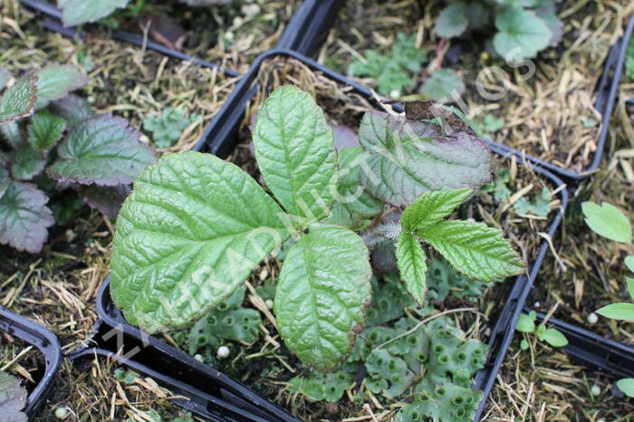 Rodgersie 'Dark Pokers' - Rodgersia 'Dark Pokers'
