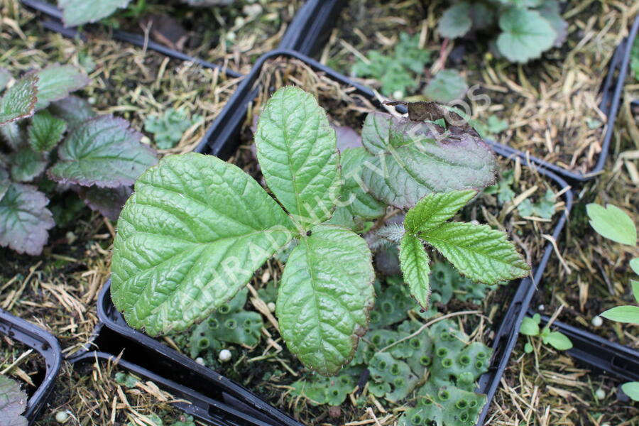 Rodgersie 'Dark Pokers' - Rodgersia 'Dark Pokers'