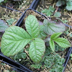 Rodgersie 'Dark Pokers' - Rodgersia 'Dark Pokers'