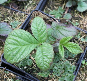 Rodgersie 'Dark Pokers' - Rodgersia 'Dark Pokers'