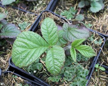 Rodgersie 'Dark Pokers'