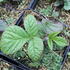 rodgersie-dark-pokers.jpg