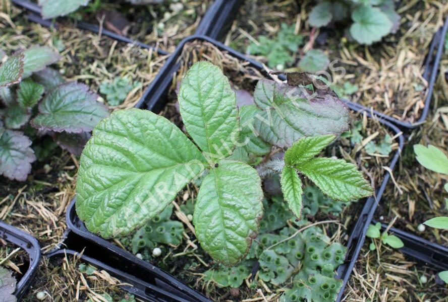 Rodgersie 'Dark Pokers' - Rodgersia 'Dark Pokers'