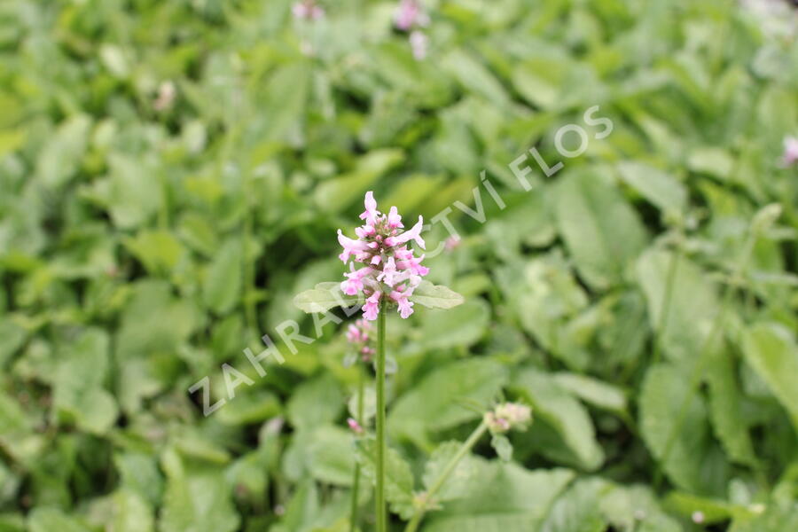 Čistec velkokvětý 'Summer Crush' - Stachys grandiflora 'Summer Crush'