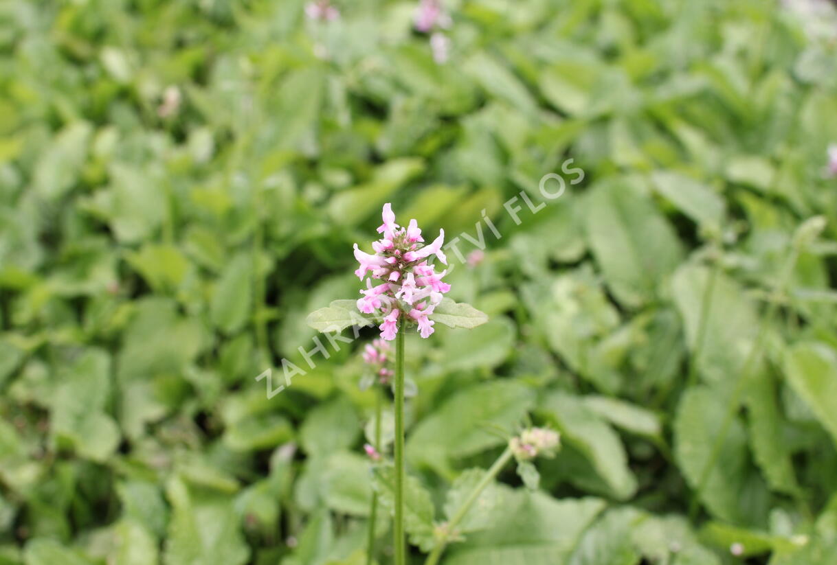 Čistec velkokvětý 'Summer Crush' - Stachys grandiflora 'Summer Crush'