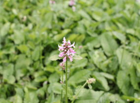 Čistec velkokvětý 'Summer Crush' - Stachys grandiflora 'Summer Crush'