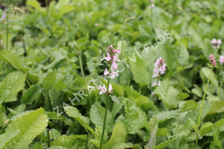 Čistec velkokvětý 'Summer Crush' - Stachys grandiflora 'Summer Crush'