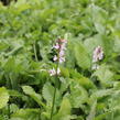 Čistec 'Summer Crush' - Stachys hybrid 'Summer Crush'