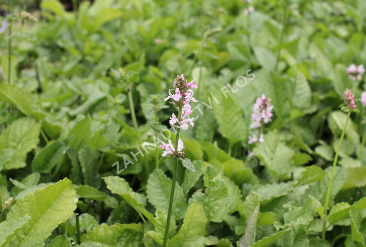 Čistec velkokvětý 'Summer Crush' - Stachys grandiflora 'Summer Crush'