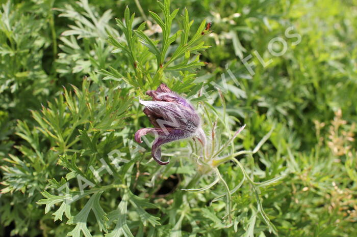 Koniklec obecný 'Violet Blue' - Pulsatilla vulgaris 'Violet Blue'