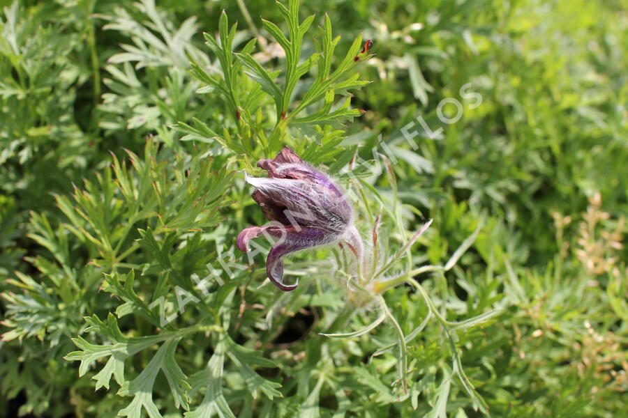 Koniklec obecný 'Violet Blue' - Pulsatilla vulgaris 'Violet Blue'