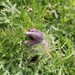 Koniklec obecný 'Violet Blue' - Pulsatilla vulgaris 'Violet Blue'
